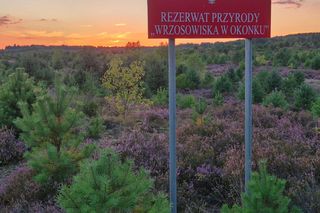 To największe tego typu wrzosowisko w Wielkopolsce. Fioletowy dywan czeka na odwiedzających [ZDJĘCIA]