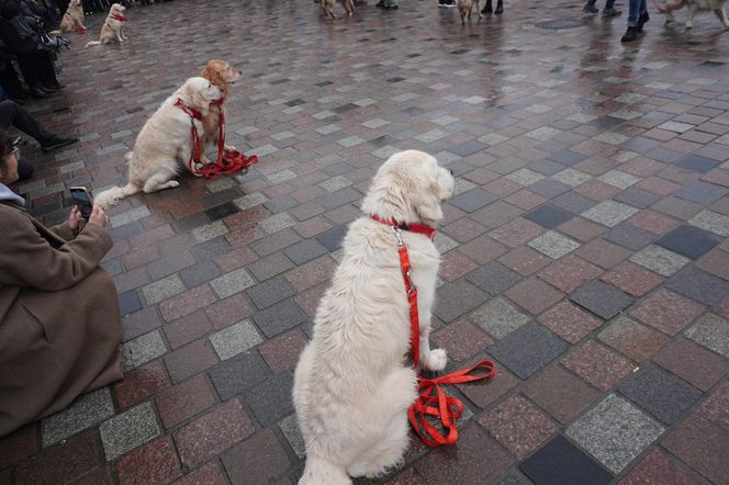 Golden Retriever WOŚP w Poznaniu