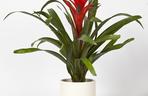Guzmania