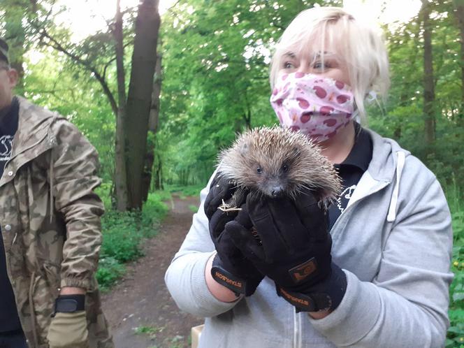 Torcia, Sobótka i Julek spacerują po toruńskim parku. To jeże, które odzyskały wolność [WIDEO, ZDJĘCIA, AUDIO]