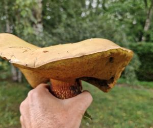 Grzyb wielki jak warszawska Patelnia! Ponury imieniem, wspaniały wyglądem