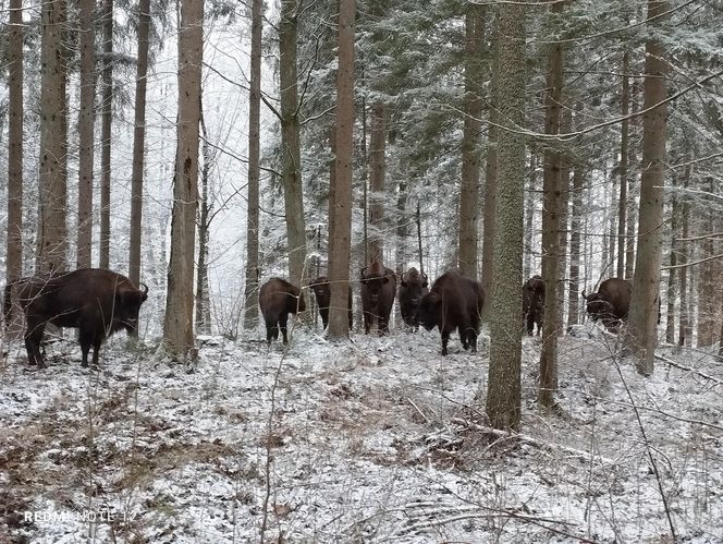 Powiększa się stado żubrów w Puszczy Rominckiej. Ile jest ich obecnie?