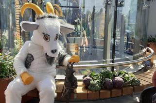 Ma laptopa, okulary, zegarek i filiżankę. To kolejny lubelski koziołek [GALERIA, WIDEO]