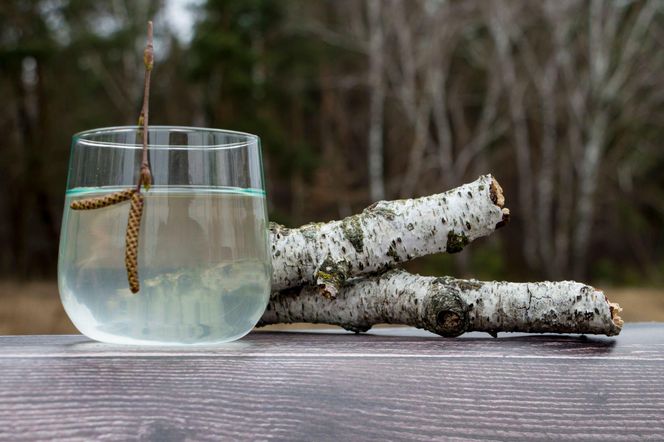 Sok z brzozy (oskoła) wraca do łask – kiedy i jak go zbierać, żeby miał najwięcej wartości?