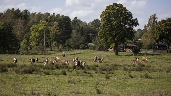 Rolnicy. Podlasie 3. Odcinek 34. Krowy nie chcą współpracować z Andrzejem