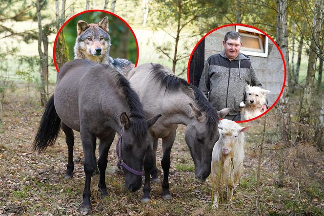 Podlaskie. Wataha wilków terroryzuje mieszkańców wioski. Zabijają zwierzęta, wchodzą na podwórko