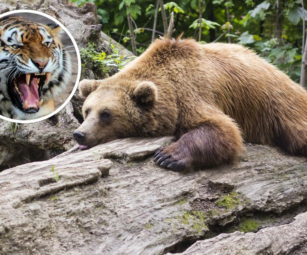 „To nie są rurki z kremem”. Zoo we Wrocławiu szuka opiekunów drapieżników