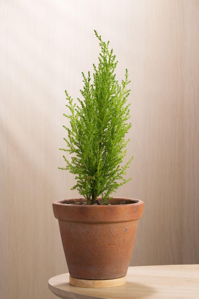 Cyprysik wielkoszyszkowy 'Goldcrest'
