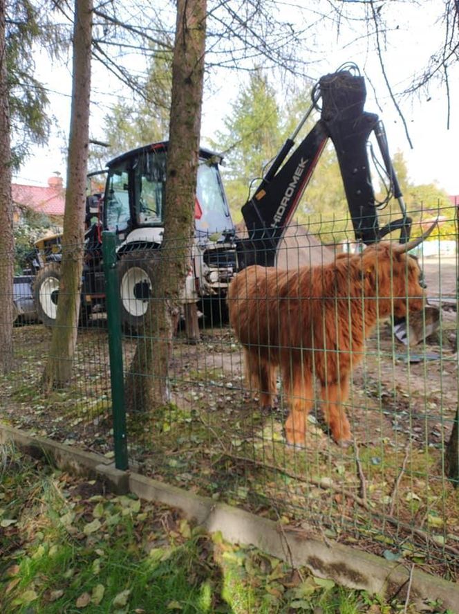 To tutaj zamieszkają rybnickie nutrie. W Zagrodzie 3 Siostry trwa budowa azylu ZDJĘCIA