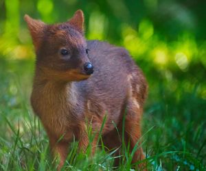 W zoo w Warszawie urodził się drugi najmniejszy jeleń świata! Pomóż wybrać mu imię