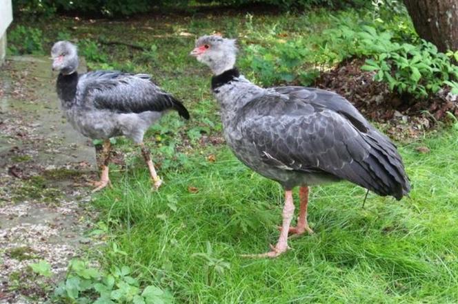 Wielki powrót skrzydłoszponów do stołecznego ogrodu zoologicznego. Ptaki przyjechały do Warszawy z Holandii