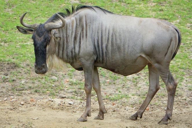 Małe antylopy gnu urodziły się we wrocławskim zoo! [WIDEO]