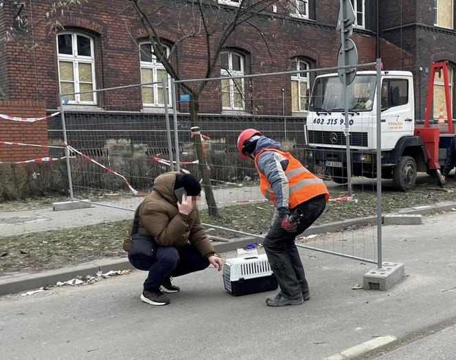 Wybuch kamienicy w Katowicach. Wciąż poszukiwane są zwierzęta. "Proszę ludzie, znajdźcie je!"