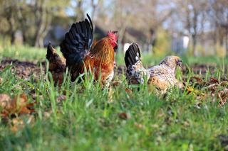 Jesień w lubelskim skansenie