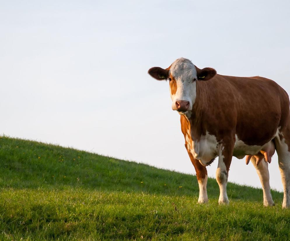 Oto najsłynniejsza krowa świata. Zdjęcie robi furorę w internecie!