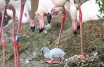 Gdańsk: Flaming oraz kariama czerwononoga przyszły na świat w oliwskim zoo