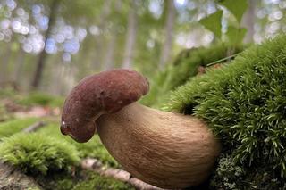 Grzybowe eldorado po deszczu na Dolnym Śląsku.  Są kolorowe borowiki i mnóstwo kurek 