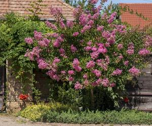 Lagerstremia indyjska