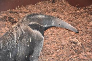 Zagrożony wyginięciem Mrówkojad trafił do zoo w Zamościu