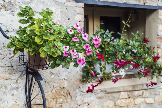 Dipladenia, mandevilla