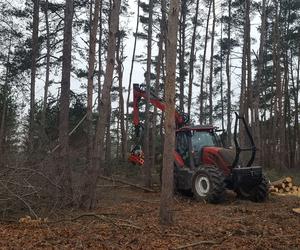 ​Wycinają sosny na ulicy Geodetów w Lesznie. Co tam powstanie? 