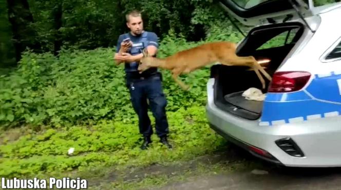 Nowa Sól. Zabłądziła w centrum miasta i wydawała przeraźliwe odgłosy. Pomogli jej policjanci [WIDEO, ZDJĘCIA]