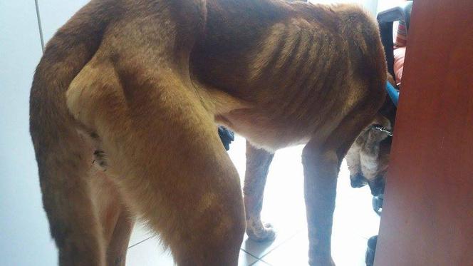 Egona właściciele porzucili w środku lasu