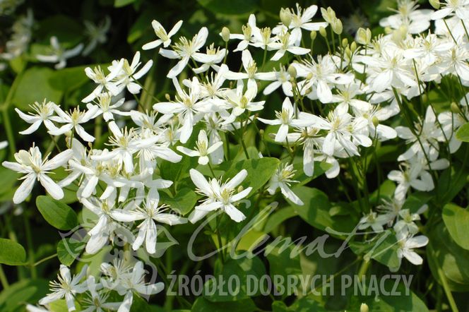 Powojniki - szkółka Clematis
