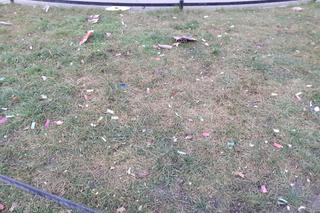 Zaśmiecony Wrocław po Sylwestrze. Na skwerach porozrzucane opakowania po fajerwerkach i petardach [ZDJĘCIA]