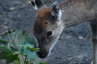 Jelonki Sika z warszawskiego ZOO