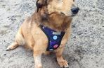 Aleksandrów Łódzki. Piesek Pimpuś potrzebuje pilnej pomocy. Zwróciła go rodzina adopcyjna