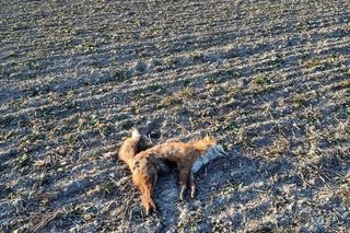 Martwy bielik znaleziony w woj. lubelskim. Wszystko wskazuje na to, że został otruty