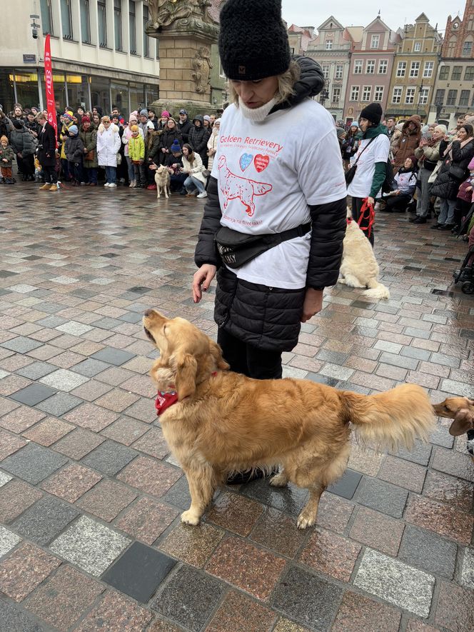 Golden Retriever WOŚP w Poznaniu