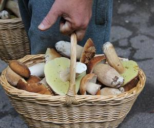 Nie wiesz, czy grzyby, które zebrałeś są trujące? W tych miejscach w woj. lubelskim je sprawdzisz!