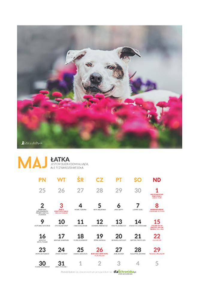 Maj - kalendarz ze zwierzętami