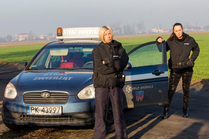 1000 zł za głowę kociego mordercy