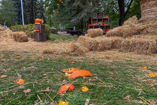 Ktoś zniszczył wystawę z dyni w Powsinie