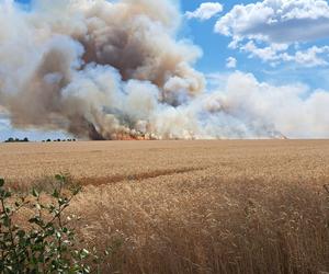 Pożar zboża na pniu w Baczynie pod Gorzowem