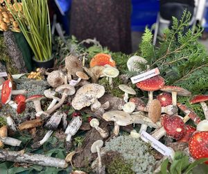 Grzybowe święto w Lublinie. Plac Litewski zamienił się w las pełen grzybów.