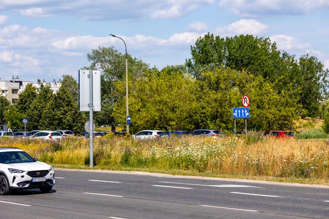 Łąki w Warszawie – łąka przy ul. Dolina Służewiecka (1)