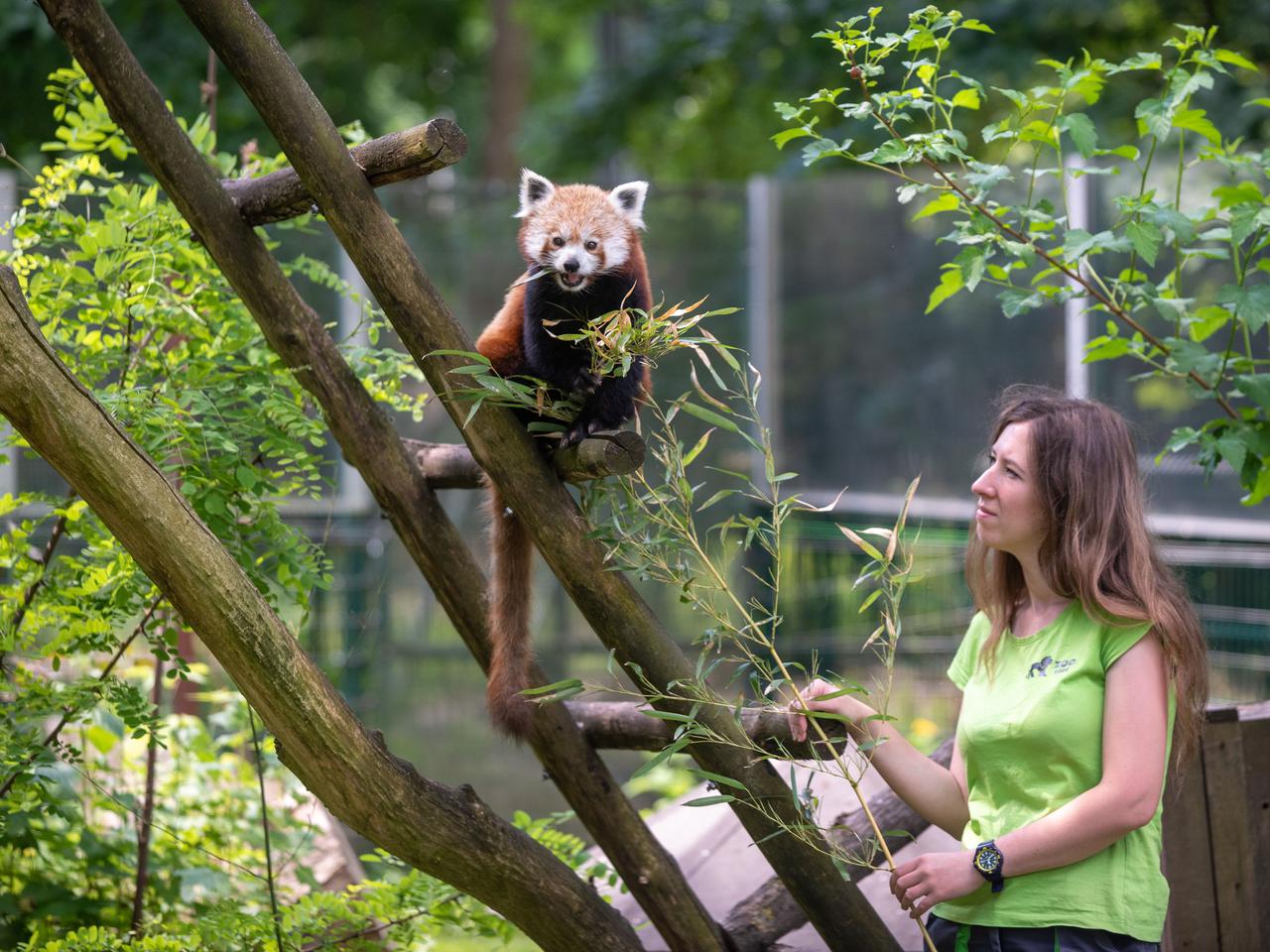 W sobotę w łódzkim ogrodzie zoologicznym obchodzony będzie Dzień Pandy!