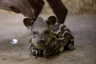 Mały Tapir przyszedł na świat w Łódzkim ZOO