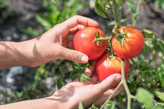 Kiedy i jak zbierać pomidory? Jakie przetwory z pomidorów robić?