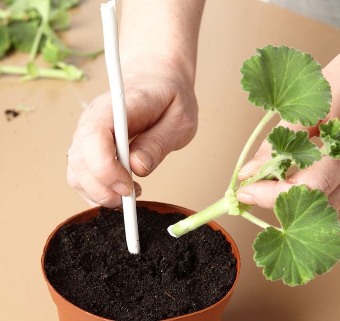sadzonki pelargonii