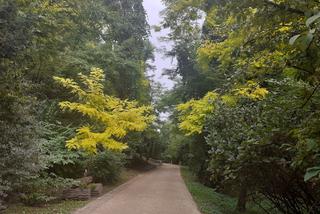 Arboretum Bolestraszyce