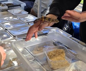 Węże, pająki i dreszczyk emocji w Bydgoszczy! Dragon Expo zachwyciło odwiedzających