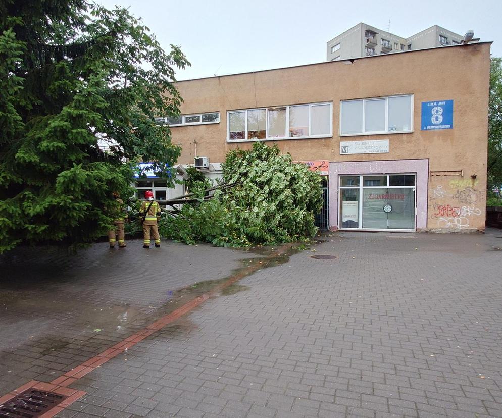 Powalone drzewo po burzy