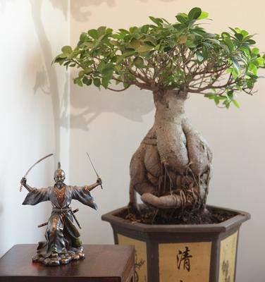 Bonsai: karłowe drzewa w mieszkaniu
