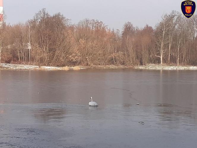 Kielce: Na ratunek łabędziowi! PRZYMARZŁ do tafli lodu i nie mógł się ruszyć!