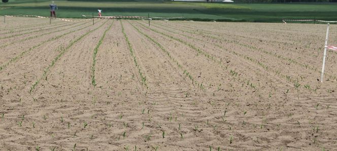 Żurawie zjadły mi kukurydzę